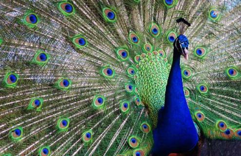 孔雀开屏是公的还是母的 孔雀开屏是公的还是母的图片