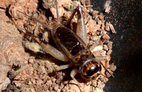 蟋蟀吃什么食物 蟋蟀吃什么食物最好