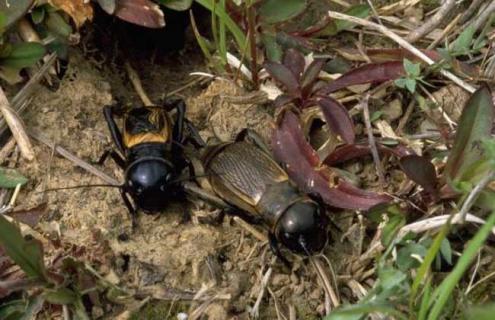 蟋蟀是益虫还是害虫 螳螂是益虫还是害虫