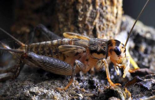 斗蟋蟀的挑选方法（斗蟋蟀的挑选方法视频）