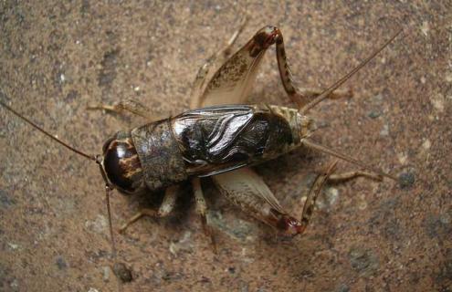 蟋蟀是昆虫吗（蟋蟀是昆虫吗为什么）