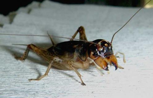 蟋蟀的耳朵长在哪里 蟋蟀的耳朵长在哪里的内侧