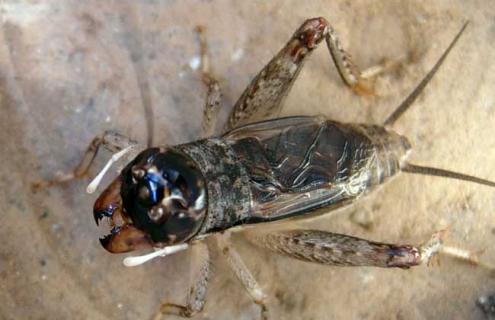 蟋蟀的捕捉方法 蟋蟀捕捉方式