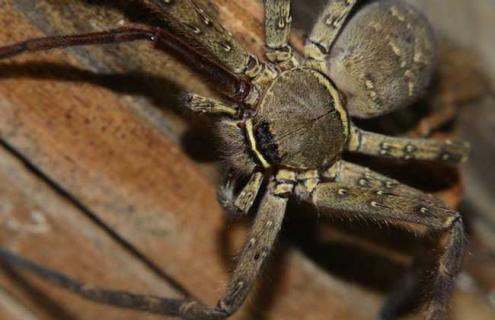 白额高脚蛛图片（白额高脚蛛图片腹部花纹）