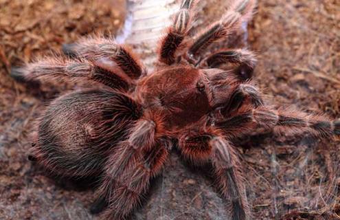 火玫瑰蜘蛛图片 火玫瑰蜘蛛幼体图片