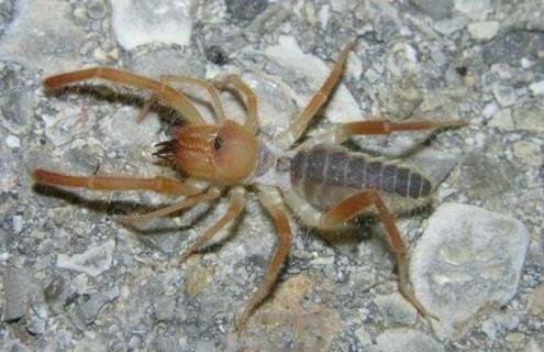 骆驼蜘蛛图片（骆驼蜘蛛图片高清）