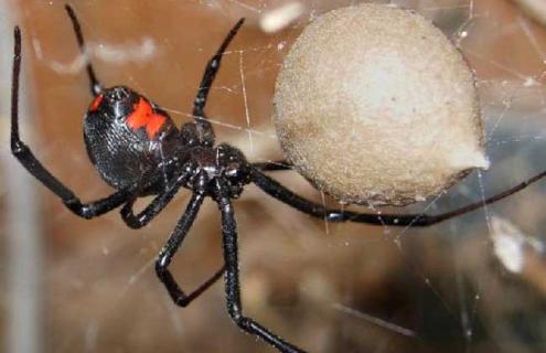 黑寡妇蜘蛛图片 黑寡妇蜘蛛图片 咬人