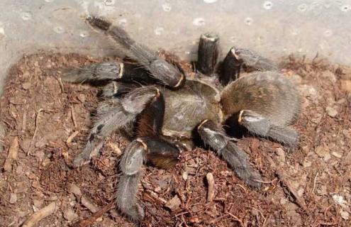 亚马逊巨人食鸟蛛图片 亚马逊巨人捕鸟蛛的图片