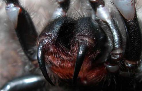 漏斗网蜘蛛图片（漏斗网蜘蛛图片大全）