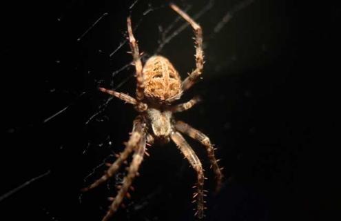 蜘蛛的天敌是什么 蜘蛛的天敌是什么昆虫类