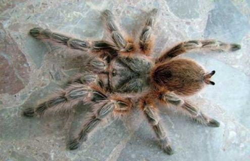 红玫瑰蜘蛛怎么养（红玫瑰蜘蛛养几只好）