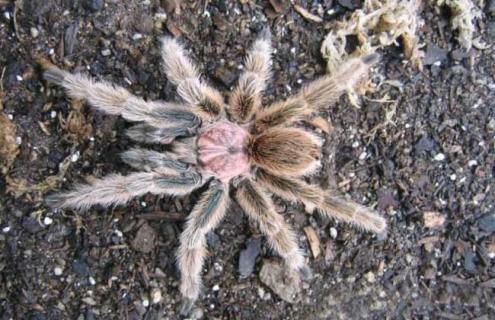 火玫瑰蜘蛛寿命是多长 火玫瑰蜘蛛温顺吗