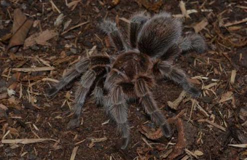 火玫瑰蜘蛛咬人吗（火玫瑰蜘蛛咬人吗图片）