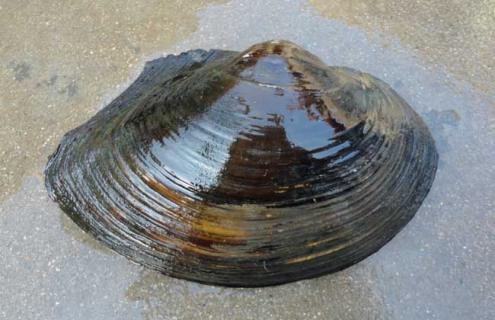 河蚌种类图片大全 河蚌种类图片大全大图