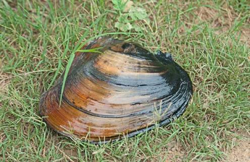 河蚌的呼吸器官是什么（河蚌呼吸器官是什么鳃）