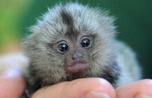 狨猴种类图片大全（狨猴长什么样子）