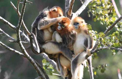 金丝猴的生活习性（金丝猴的生活地方）