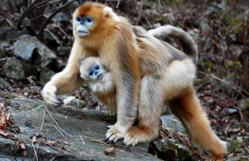 金丝猴种类图片大全（金丝猴有几种）