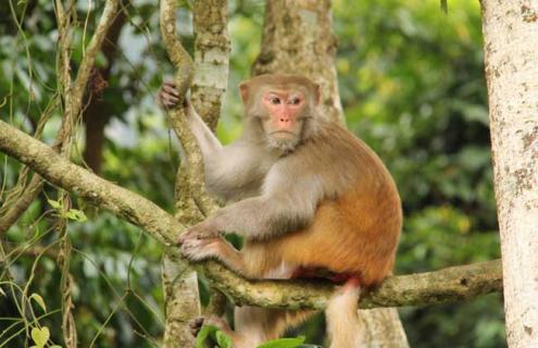 猴子能活多少年（猴子能听懂人话吗）