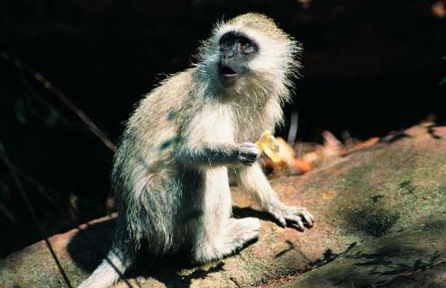 猕猴的生活习性 猕猴的生活环境