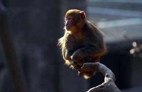 猕猴种类图片大全（猕猴种类图片大全图解）