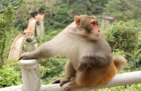 猴子吃什么食物（猴子吃什么食物好）