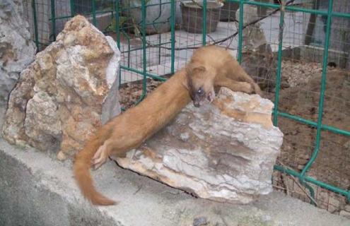 黄鼠狼怕什么 黄鼠狼怕什么味道