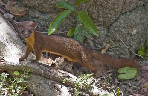 黄鼠狼附体故事（黄鼠狼附体的人症状）