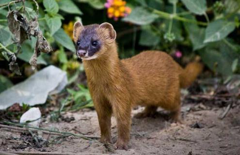 黄鼠狼养殖技术（黄鼠狼养殖前景）