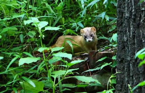 黄鼠狼图片（松鼠图片）