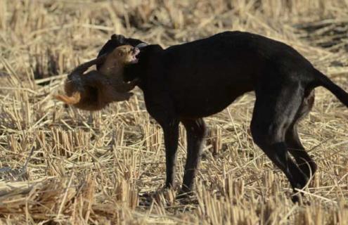 黄鼠狼捕捉方法 黄鼠狼捕捉方法视频