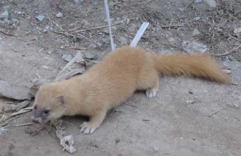 宠物黄鼠狼饲养方法