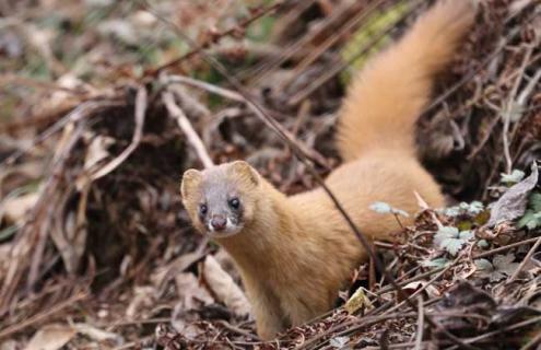 黄鼠狼养殖前景 黄鼠狼有没有养殖发展前景
