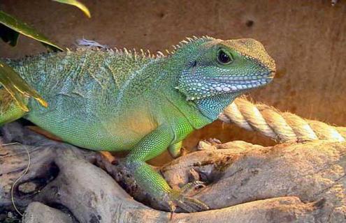 中国水龙怎么养 中国水龙怎么养殖