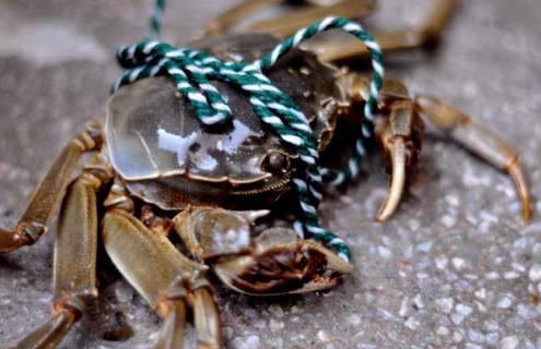 阳澄湖大闸蟹图片（阳澄湖大闸蟹图片大全 图片真实）