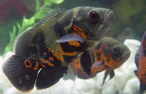 地图鱼图片（地图鱼图片最大）