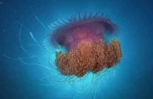 海蜇有毒吗 新鲜海蜇怎么处理才能吃