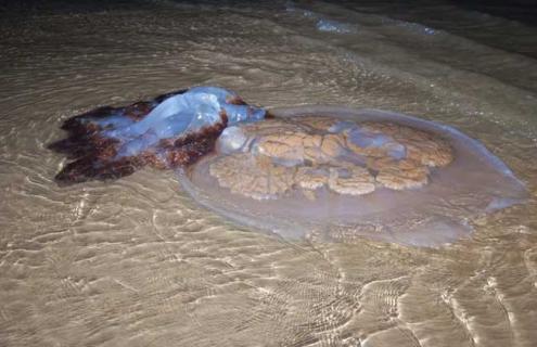 海蜇吃什么食物（海蜇的食物）