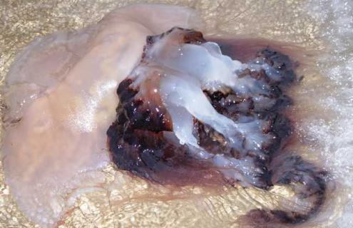 海蜇养殖技术（海蜇养殖技术及管理）