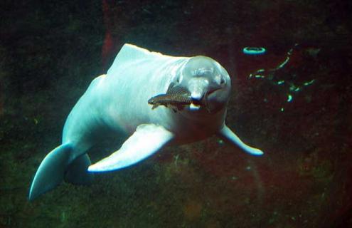 河豚种类图片（河豚种类介绍）