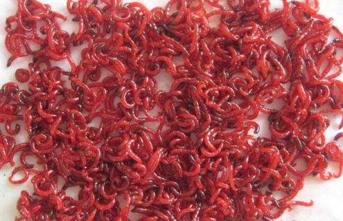 红虫吃什么食物（红虫吃什么食物?）