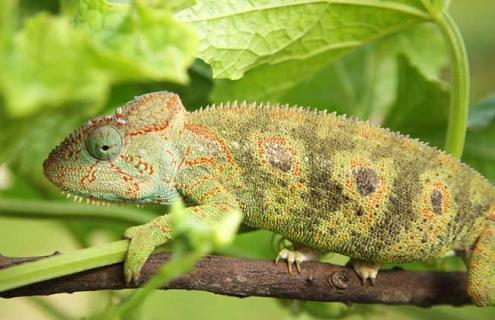 变色龙为什么会变色（变色龙为什么会变色?原因是什么?300字描述）