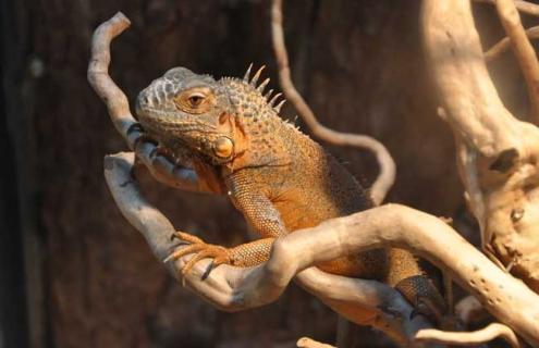 变色龙图片（简笔画变色龙图片）