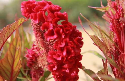鸡冠花品种图片（鸡冠花品种图片及价格）