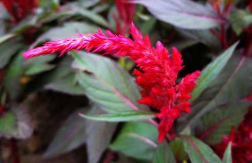 凤尾鸡冠花图片 凤尾鸡冠花图片高清