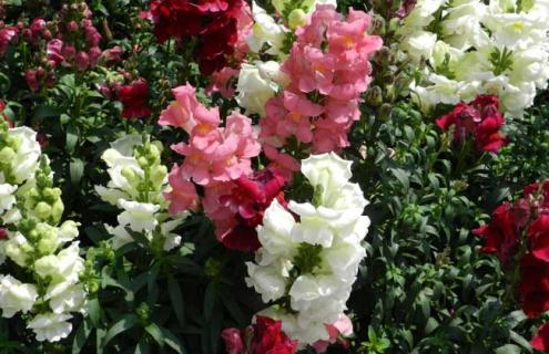 金鱼草图片（金鱼草图片大全大图）