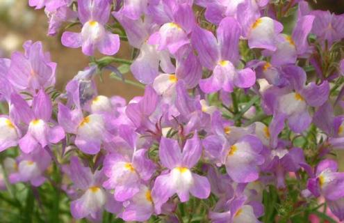 姬金鱼草图片（姬金鱼草图片胸针）