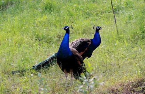 蓝孔雀养殖技术（蓝孔雀养殖技术与管理）