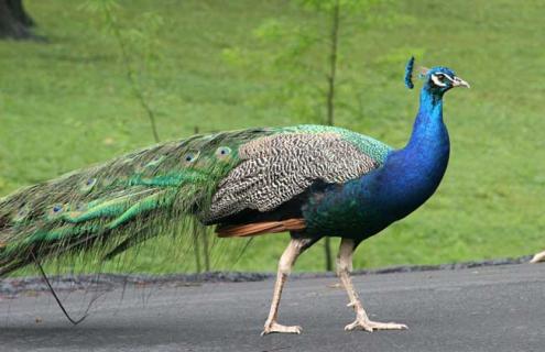 孔雀会不会飞（孔雀会不会飞?）