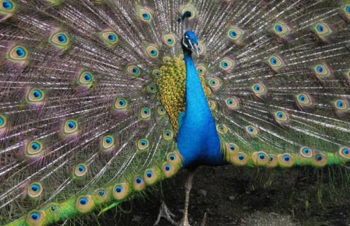 孔雀种类图片大全 孔雀种类图片大全简笔画